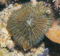 Image of mushroom coral