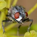 Image of spotted flesh fly