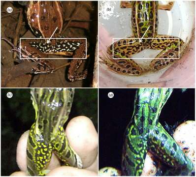 صورة Lithobates kauffeldi (Feinberg, Newman, Watkins-Colwell, Schlesinger, Zarate, Curry, Shaffer & Burger 2014)