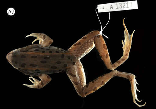 صورة Lithobates kauffeldi (Feinberg, Newman, Watkins-Colwell, Schlesinger, Zarate, Curry, Shaffer & Burger 2014)