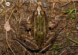 Image of Atlantic Coast leopard frog