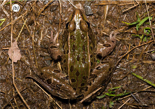 صورة Lithobates kauffeldi (Feinberg, Newman, Watkins-Colwell, Schlesinger, Zarate, Curry, Shaffer & Burger 2014)