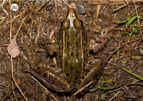 Imagem de Lithobates kauffeldi (Feinberg, Newman, Watkins-Colwell, Schlesinger, Zarate, Curry, Shaffer & Burger 2014)