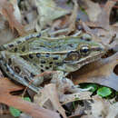 Plancia ëd Lithobates kauffeldi (Feinberg, Newman, Watkins-Colwell, Schlesinger, Zarate, Curry, Shaffer & Burger 2014)