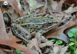 Image of Atlantic Coast leopard frog