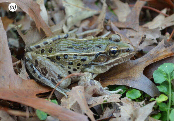 Imagem de Lithobates kauffeldi (Feinberg, Newman, Watkins-Colwell, Schlesinger, Zarate, Curry, Shaffer & Burger 2014)