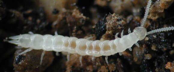 Image of myriapods