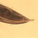 Image of Oesophagostomum