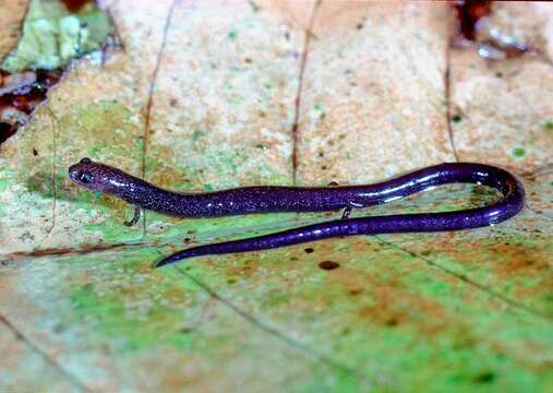 Image of Lungless Worm Salamanders