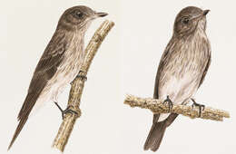 Image of Sulawesi Streaked Flycatcher