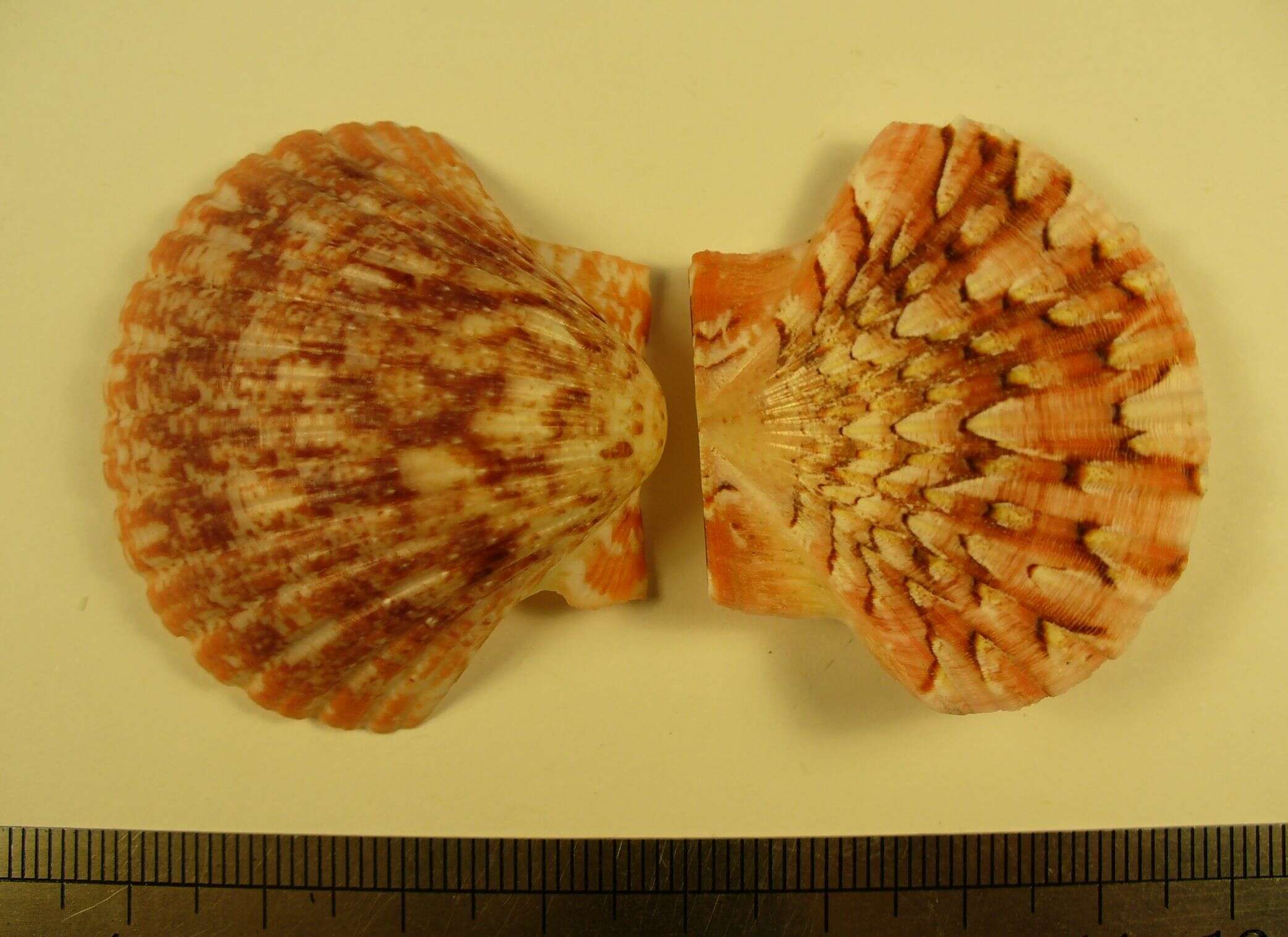 Image of Pecten dijkstrai Duncan & G. Wilson 2012