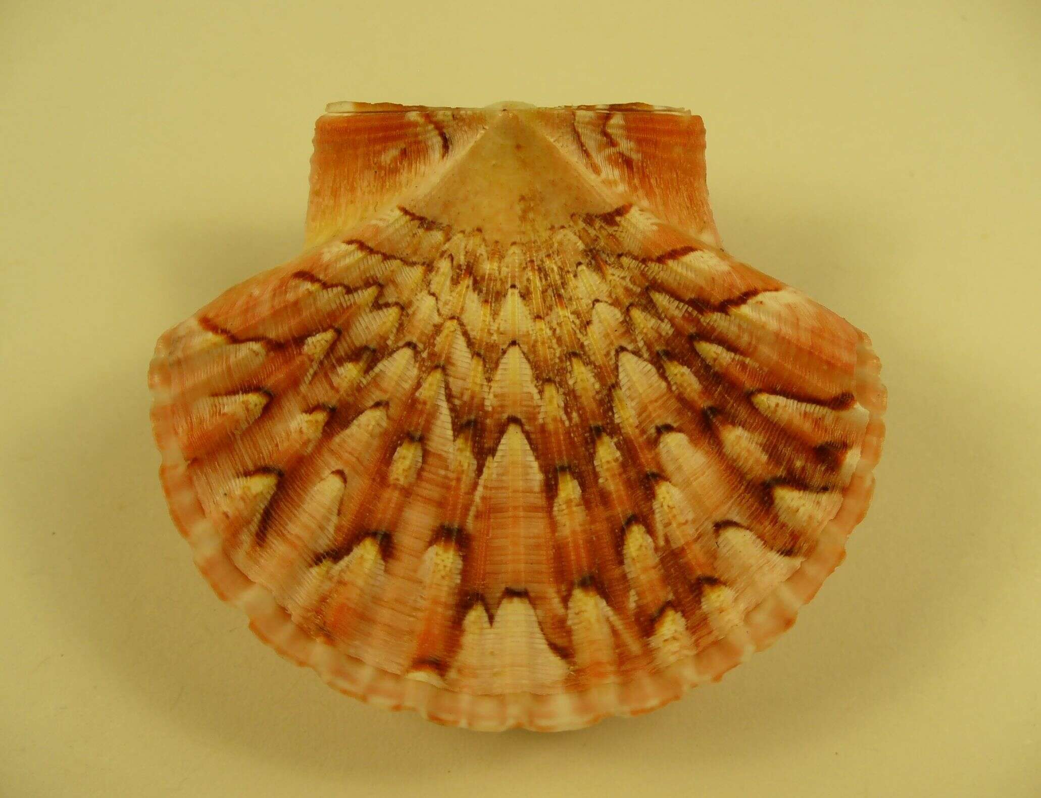 Image of Pecten dijkstrai Duncan & G. Wilson 2012