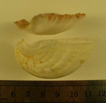 Image of Pecten dijkstrai Duncan & G. Wilson 2012