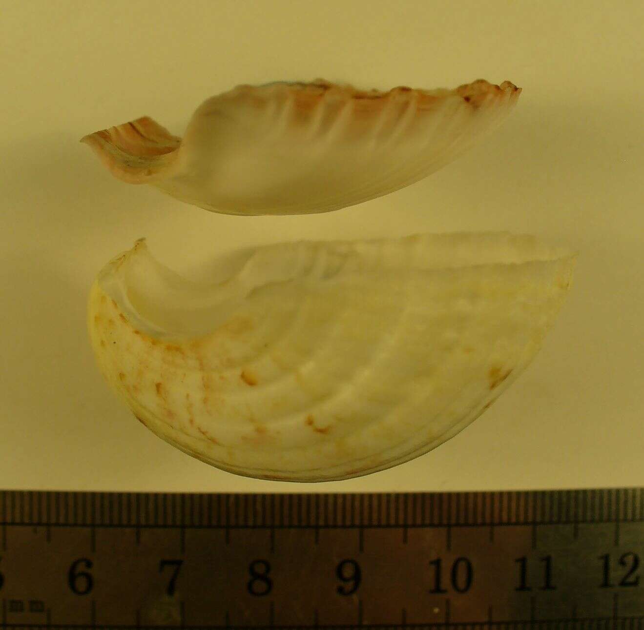 Слика од Pecten dijkstrai Duncan & G. Wilson 2012