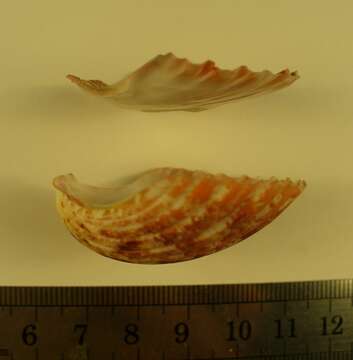 Image of Pecten dijkstrai Duncan & G. Wilson 2012