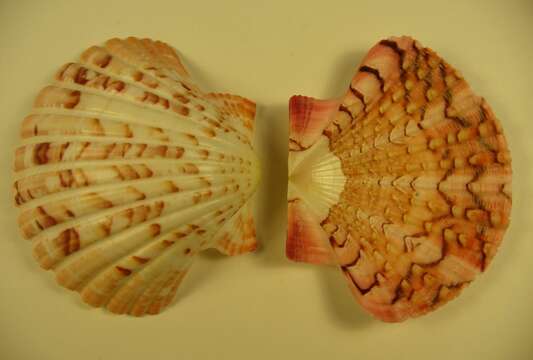 Imagem de Pecten dijkstrai Duncan & G. Wilson 2012