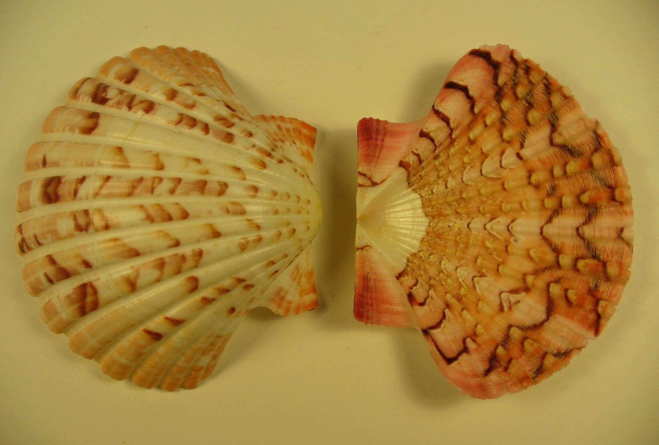 Слика од Pecten dijkstrai Duncan & G. Wilson 2012