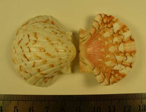 Image of Pecten dijkstrai Duncan & G. Wilson 2012