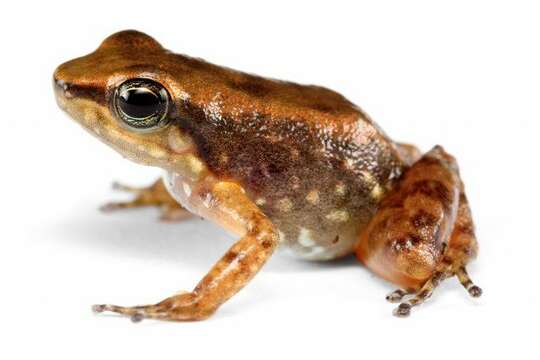 Image of Rocket Frogs