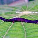 Image of Honduran Lowland Worm Salamander