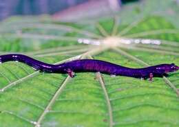 Image of Lungless Worm Salamanders