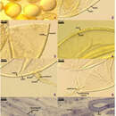 Image of Diversispora eburnea (L. J. Kenn., J. C. Stutz & J. B. Morton) C. Walker & A. Schüßler 2010