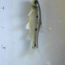 صورة Enteromius trimaculatus (Peters 1852)