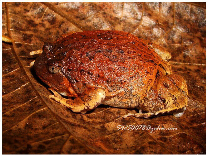 Image of Balloon Frogs