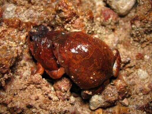 Image of Balloon Frogs