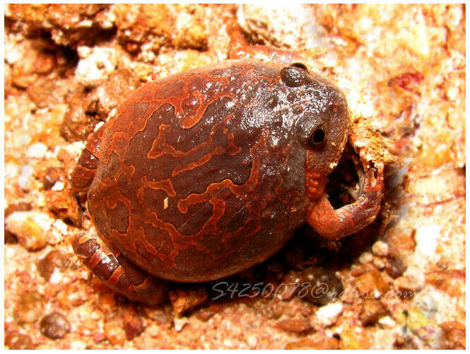 Image of Balloon Frogs