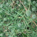 Image of Creeping Love Grass