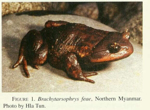 Image of South Asian frogs