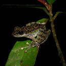 Image of Peninsular Torrentfrog