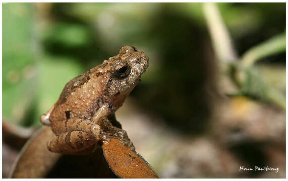 Image of Raorchestes parvulus (Boulenger 1893)