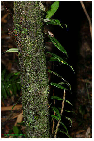 Imagem de Raorchestes parvulus (Boulenger 1893)