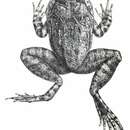 Image of Broad-headed Frog
