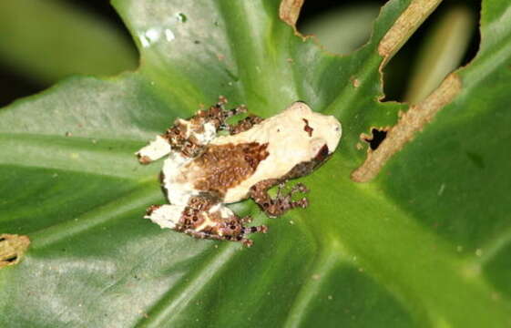 Image de Theloderma asperum (Boulenger 1886)