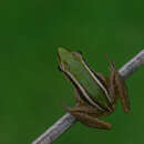 Image of Yellow-striped Frog