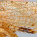 Image of Acacimenus variabilis Viraktamath 1999