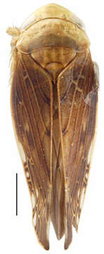 Plancia ëd Acinopterus