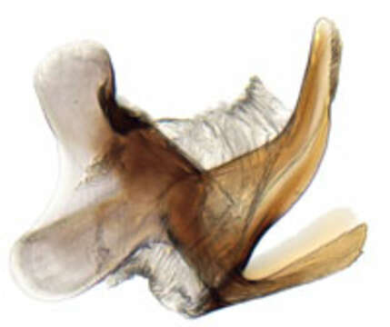 Image of Acinopterus