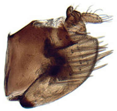 Image of Acinopterus