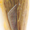 Image of Albicostella deminuta Anufriev 1970