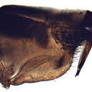 Image of Allygidius abbreviatus Lethierry 1878