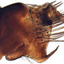 Image of Ancudana cincta De Long & Martinson 1974