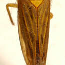 Image of Andanus bimaculatus Linnavuori 1959