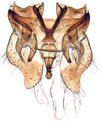 Image of Anoplotettix