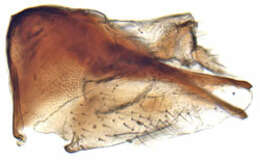 Image of Anoplotettix