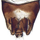 Image of Anoterostemma ivanhofi Lethierry 1876
