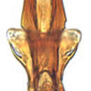 Image of Arahura reticulata Knight 1975
